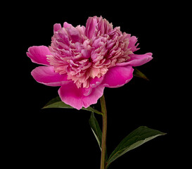 Wall Mural - Pink peony flower on black background