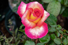Rose Bicolore En Gros Plan