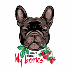 Black French Bulldog with a sprig of strawberries. Don't touch my berries illustration. Stylish image for printing on any surface