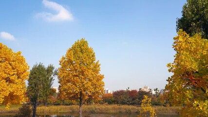 Wall Mural - Autumn of West Seoul Lake Park in Seoul, Korea