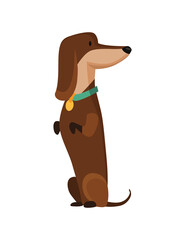 Dog dachshund. Cute funny character portrait. Short-legged pet with long body is standing on two. Adorable cartoon  illustration