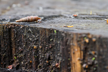 A snail crawling on a tree trunk.