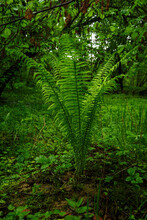 The Lush Green Leaves Of The Fern Growing Under The Trees.