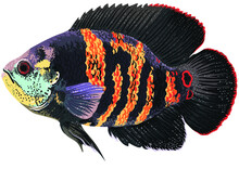 Drawing Bolivan Oscar, Art.illustration, Exotic Fish, Vector