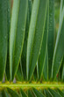 rain drops on palm leaves, background 