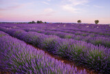 Fototapeta Krajobraz - Lavender field of Provence on a summer day in France