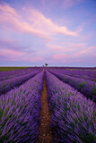 Fototapeta Lawenda - lavender field at sunrise in Provence, France