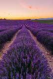 Fototapeta Lawenda - Lavender field of Provence on a summer day in France at sunset