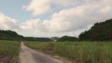 サトウキビ畑から海を臨むのどかな沖縄の田舎の風景