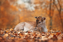 Fawn European Fallow Deer Lying Down In Autumn Forest