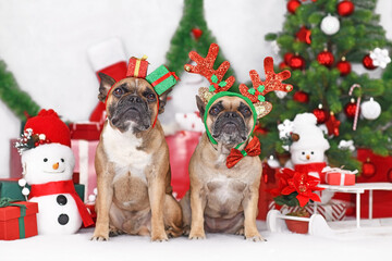 Wall Mural - Pair of Christmas dogs. French Bulldogs wearing festive reindeer antlers and gift box costume headbands between seasonal decoration