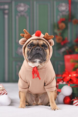 Wall Mural - Christmas reindeer dog. French Bulldog with costume sweater with antlers sitting next to Christmas tree in front of green wall