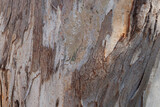 Fototapeta Desenie - Natural brown wooden tree trunk background closeup