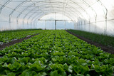 Fototapeta  - Fresh organic lettuce green salad seedlings in a greenhouse