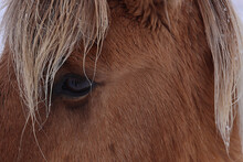Icelandic Horse In The Snowy Countryside, Iceland