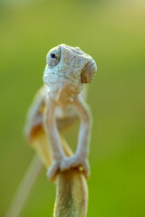 Wall Mural - A closeup of the common chameleon or Mediterranean chameleon, Chamaeleo chamaeleon