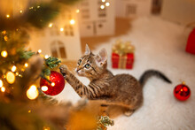 A Cat Plays With Red Ball Of A Decorated Christmas Tree