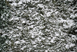 Fototapeta Do akwarium - Thuja branches covered with snow on winter days