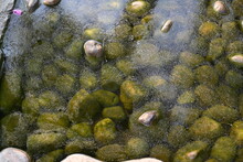 Moss Covered Stones Gleaming In The Water