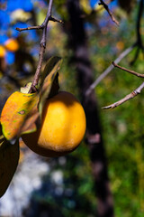 Wall Mural - Ripe persimmon fruits in the garden