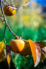 Wall Mural - Ripe persimmon fruits in the garden