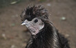 Galinha preta polonesa - cabeça de galinha poupa de penas na cabeça