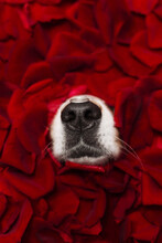 Funny Aussi Dog Black Nose In Red Rose Petals With Ring On Nose