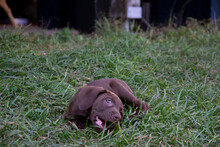 Brown Dog In The Grass