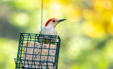 Red Bellied Woodpecker Perched On A Suet Feeder