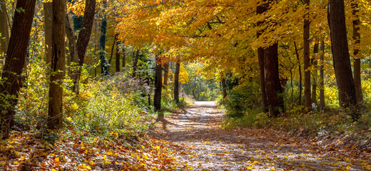 road through a colorful autumn woods in rural michigan usa
