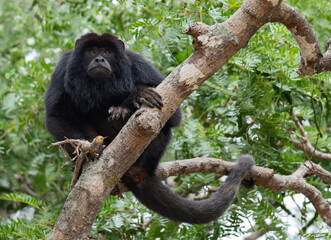 Wall Mural - black howler monkey (alouatta caraya) male on the tree. green natural background. front view. natura