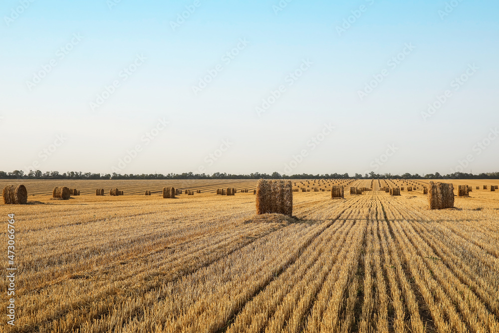 Harvested wheat field with hay bales