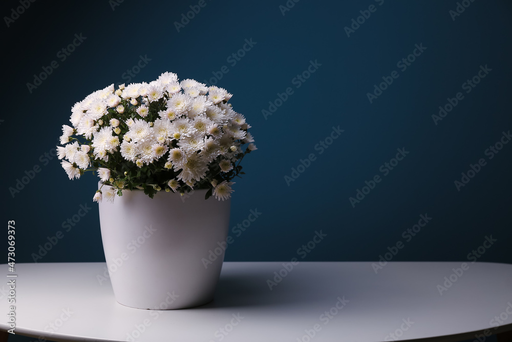 Pot with beautiful Chrysanthemum flowers on table near black wall