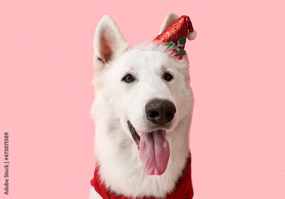Cute white dog in Santa hat on color background