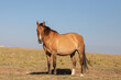 Pregnant Wild Horse mare in mountains of western North America