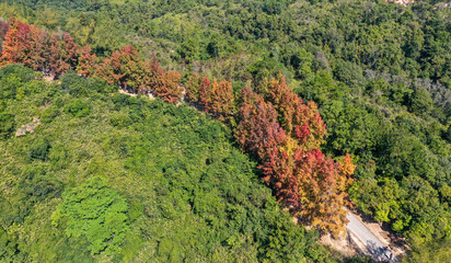 Wall Mural - Aerial view Red leaves of Liquidambar formosa or Sweet Gum Woods in Tai Tong,Tai Lam Country Park ,Hong Kong