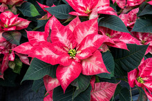 Pink On Pink Poinsettia Flowers In Full Bloom, Christmas Flowers, As A Holiday Background
