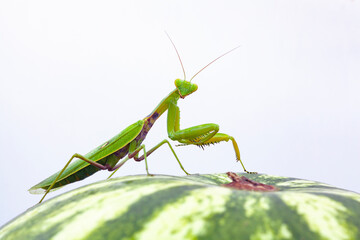 Wall Mural - mantis sits on a watermelon. white background.