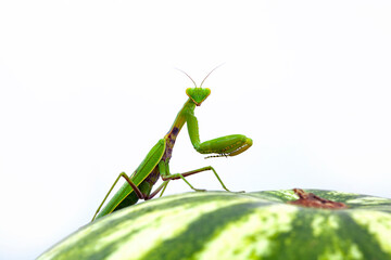 Wall Mural - mantis sits on a watermelon. white background.