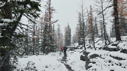 Wall Mural - Group of traveler trekking on snow hill in autumn forest on blizzard at Yoho national park