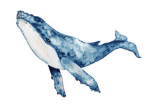 Blue Whale Watercolor Vector Illustration. Hand Drawn Painting