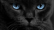 Blue Cat Eyes On A Dark Background. Cat Look. Face With Blue Eyes.