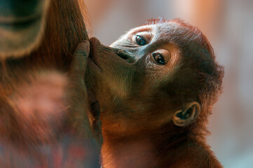 Sticker - young orangutan child sucks milk from his mother's breast