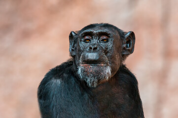 Poster - portrait of a west african chimpanzee