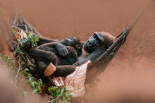 Young Gorilla Child Cuddling With His Mother