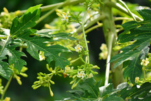 Carica Papaya Male Flower, The Papaya , Papaw, Pepaya Or Pawpaw Is The Plant,  Species In The Genus Carica Of The Family Caricaceae.