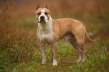 Wall Mural - American Staffordshire Terrier dog in nature