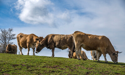 Wall Mural - Troupeau de vaches Aubrac à Prades-d'Aubrac, Aveyron, France