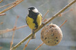Great tit eating in winter - Parus major