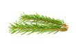 Two little branches of spruce. Fir Christmas tree. Real spruce sprigs with needles. Isolated on white background close-up.